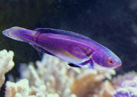Laboute's Fairy Wrasse