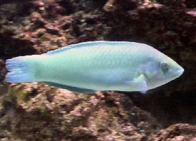 Pastel-green Wrasse