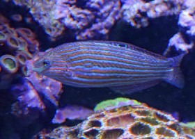 Tailspot wrasse female