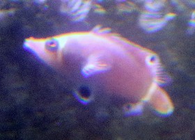 Yellow-banded Possum Wrasse