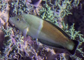 Clown Coris Wrasse female