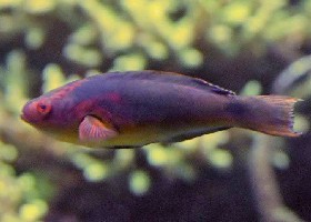 Exquisite Fairy Wrasse