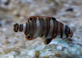 Harlequin Tuskfish