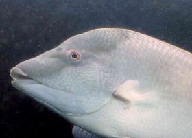 The Hogfish
