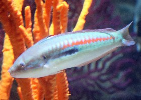 Mediterranean Rainbow Wrasse male