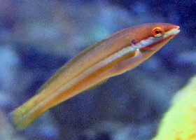 Rainbow Wrasse female