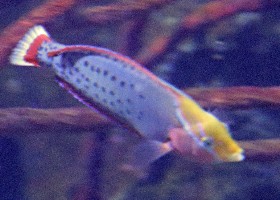 Queen Corris wrasse