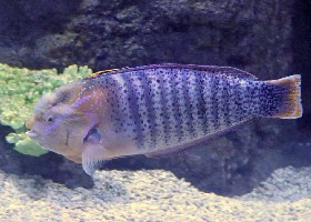 Queen Coris Wrasse