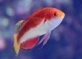 Red-finned Wrasse
