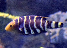 Red-breasted Wrasse