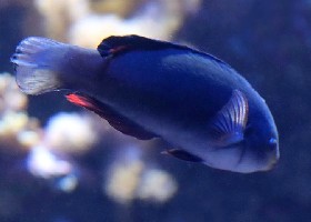 Scott's Fairy Wrasse