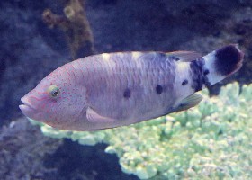 Snooty Wrasse
