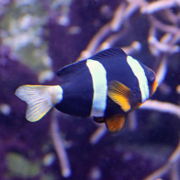 Clark's Clownfish
