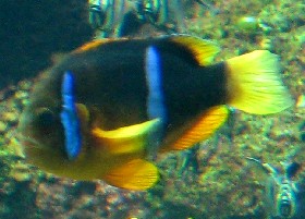 Orange-fin Clownfish