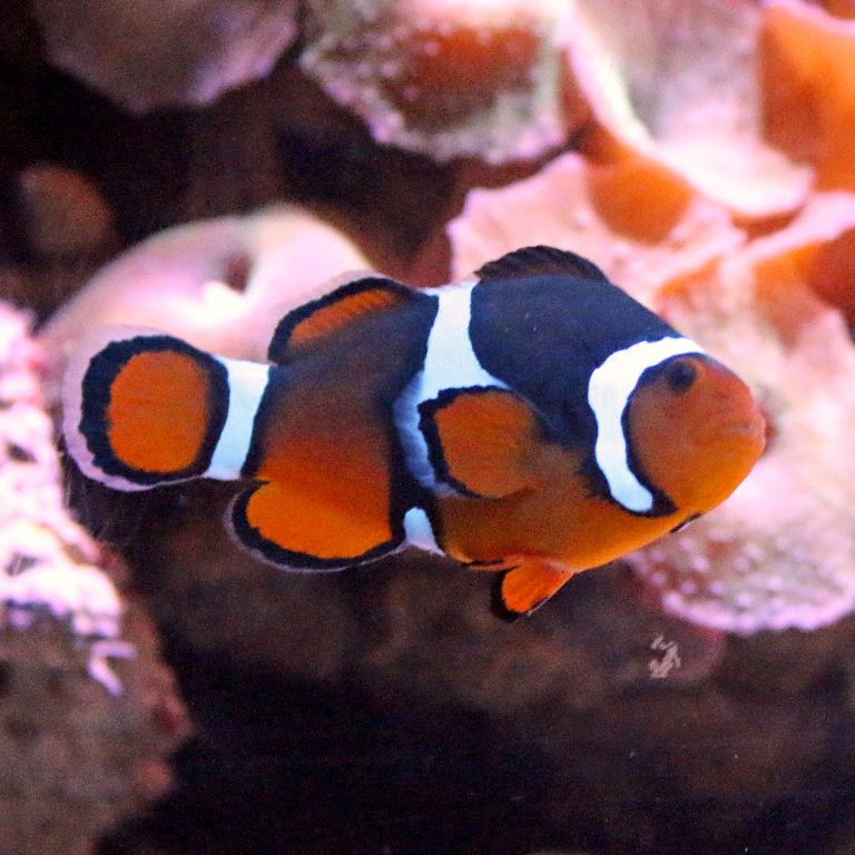 Ocellaris/Common Clownfish