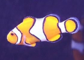 Orange Clownfish