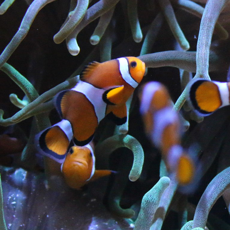 Ocellaris/Common Clownfish