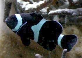 Black form of Common Clownfish
