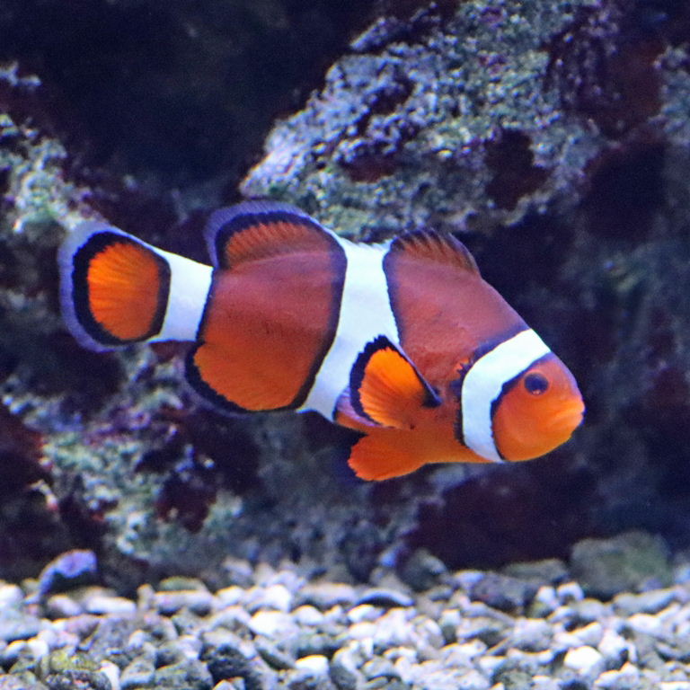 Ocellaris/Common Clownfish