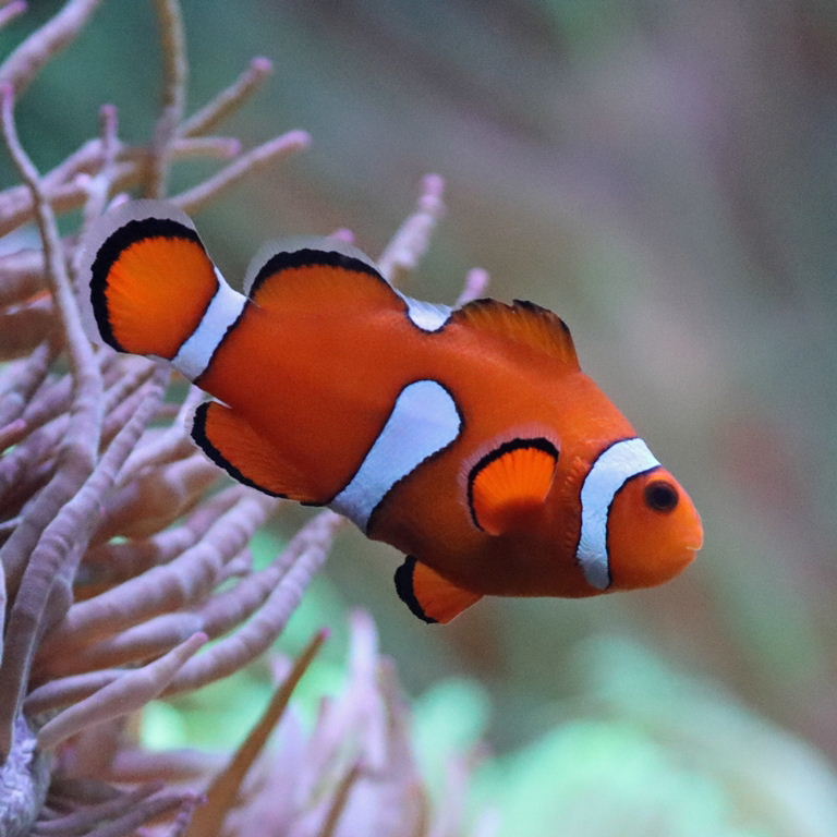 Ocellaris/Common Clownfish