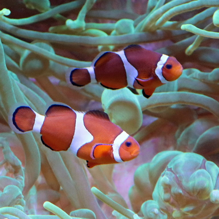 Ocellaris/Common Clownfish