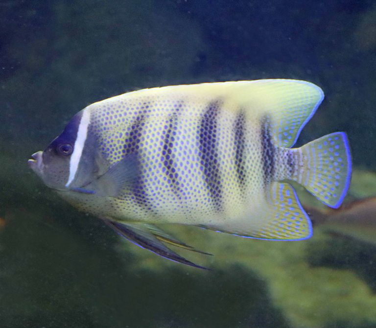 Sixbar Angelfish