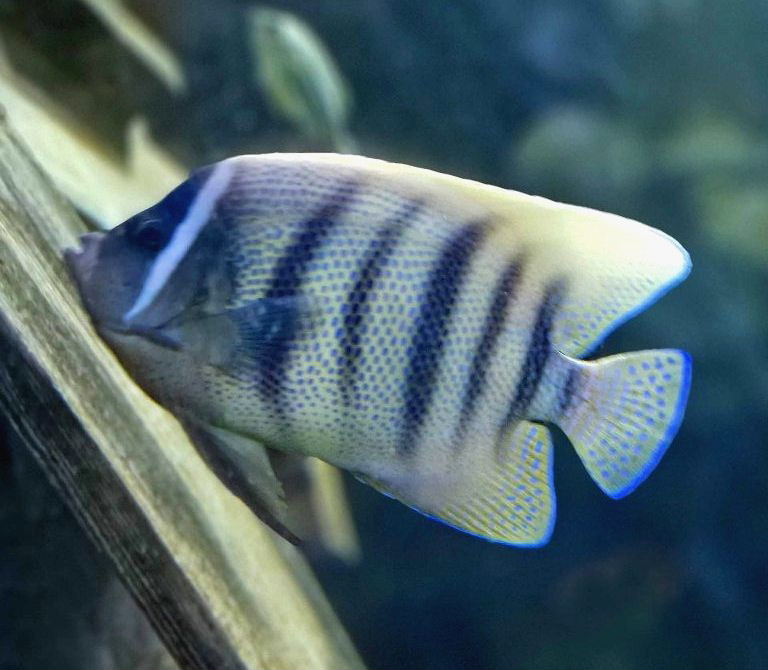 Sixbar Angelfish
