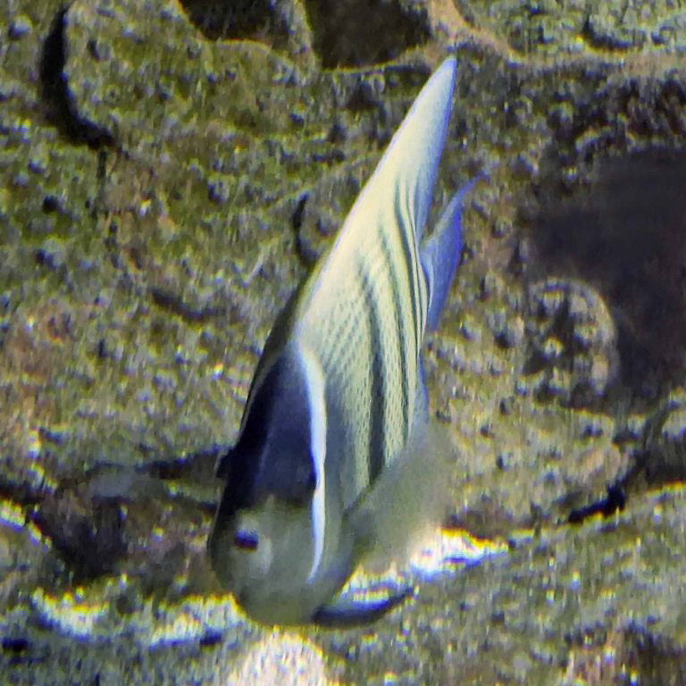Sixbar Angelfish side on