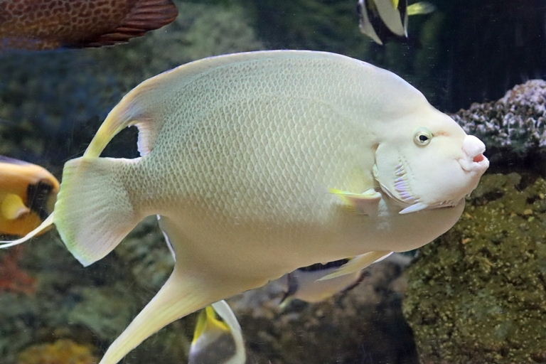 Bermuda Blue Angelfish