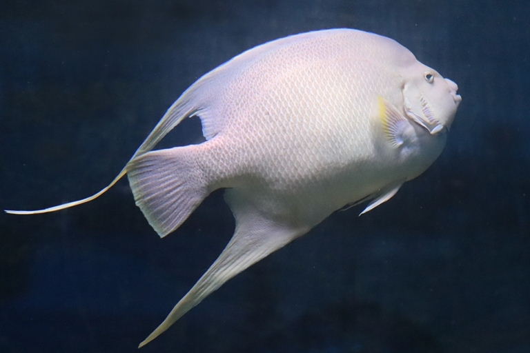 Bermuda Blue Angelfish