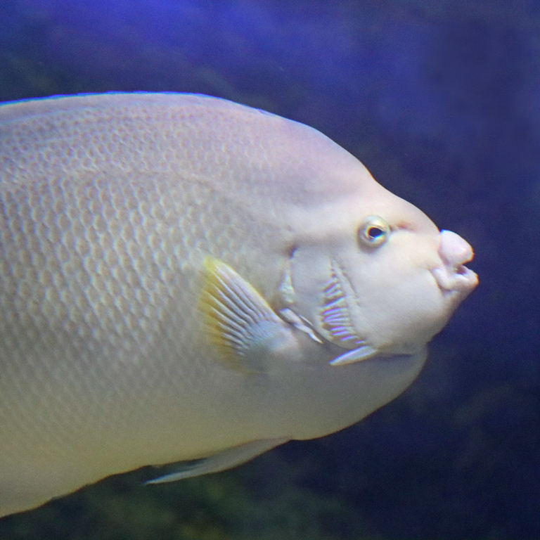 Bermuda Blue Angelfish