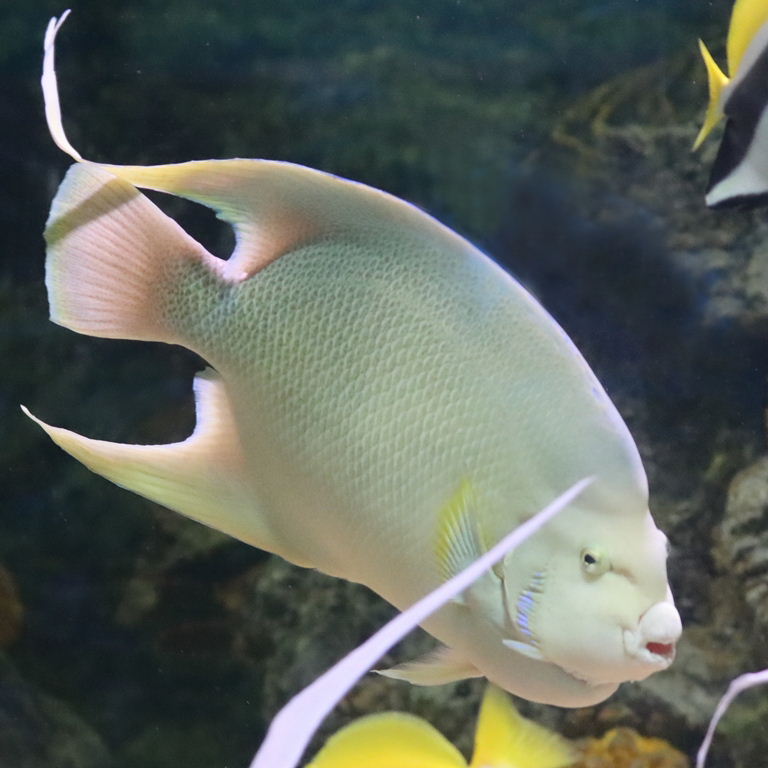 Bermuda Blue Angelfish