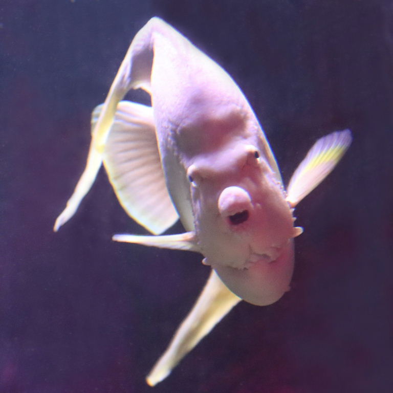 Bermuda Blue Angelfish