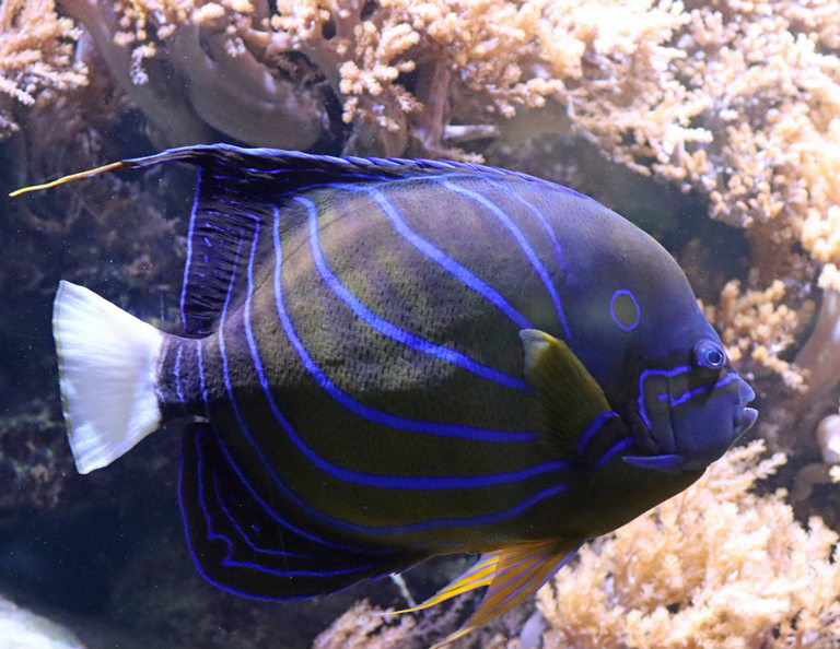 Blue Ring Angelfish