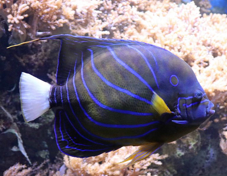 Blue Ring Angelfish