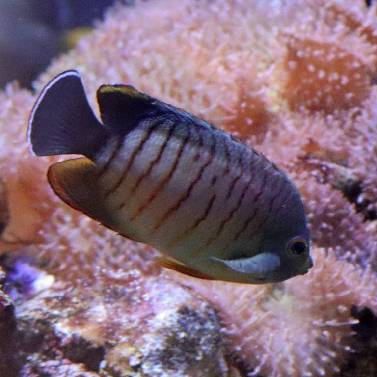 Blacktail Angelfish