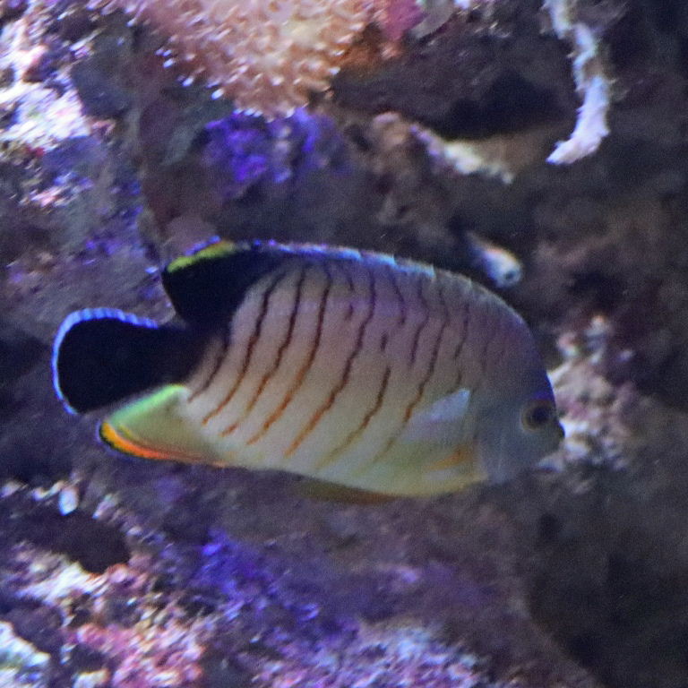 Blacktail Angelfish