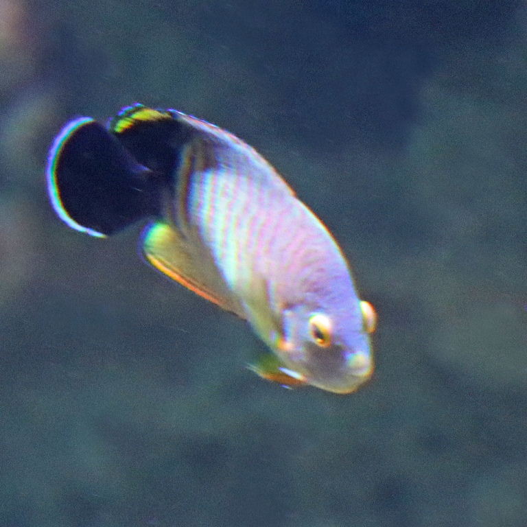 Blacktail Angelfish
