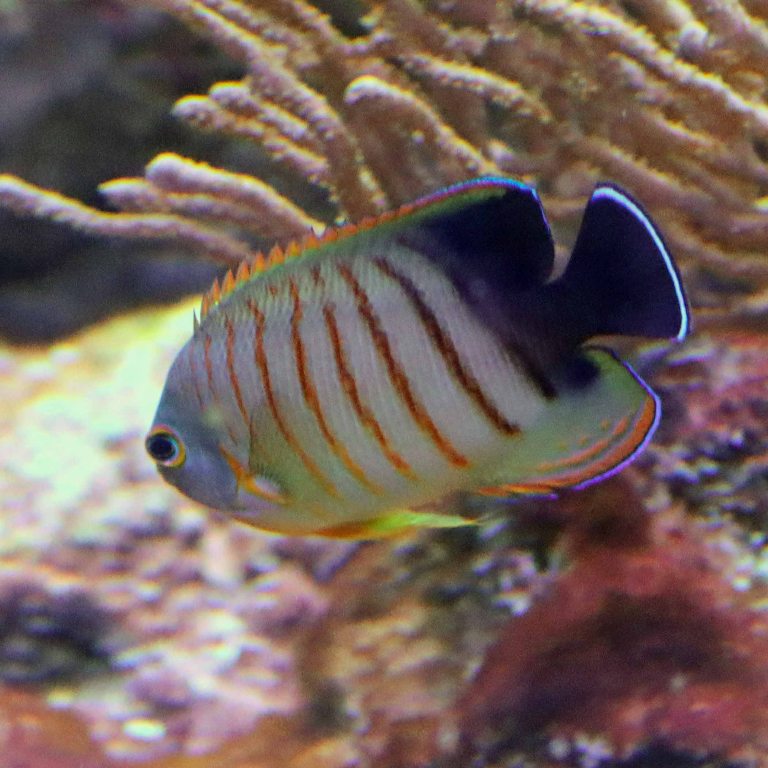 Blacktail Angelfish