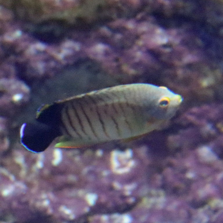 Blacktail Angelfish