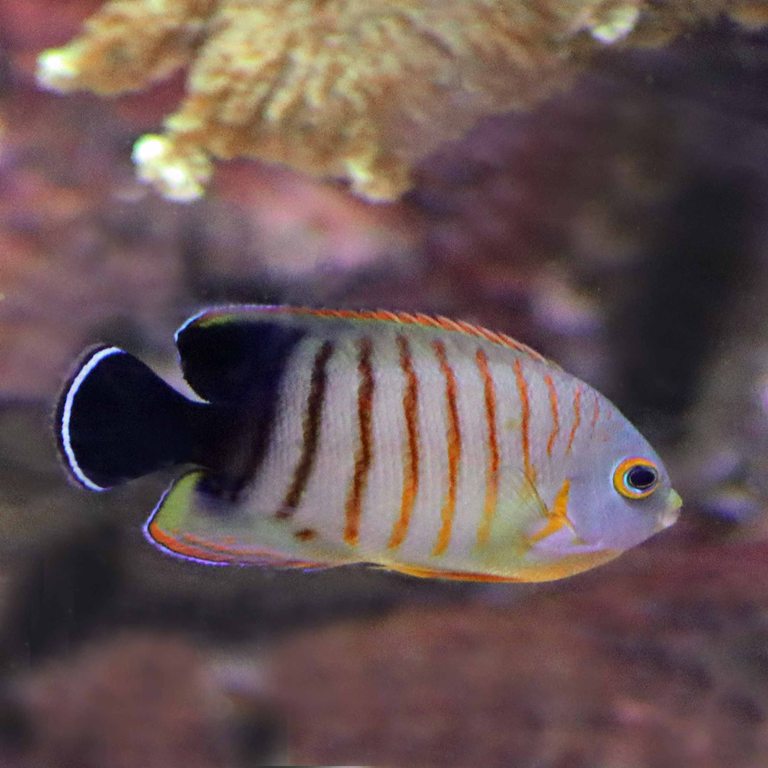 Blacktail Angelfish