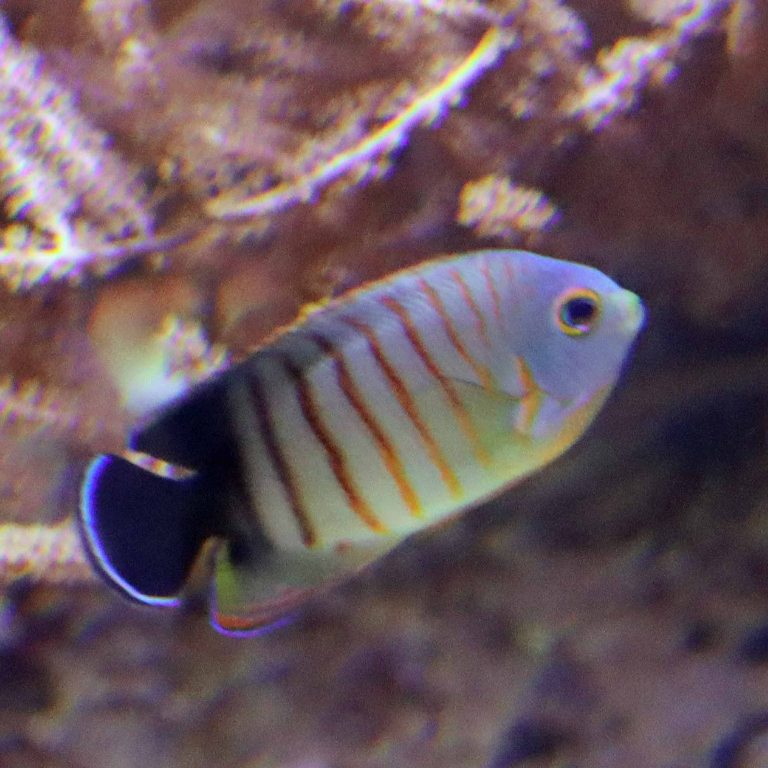 Blacktail Angelfish
