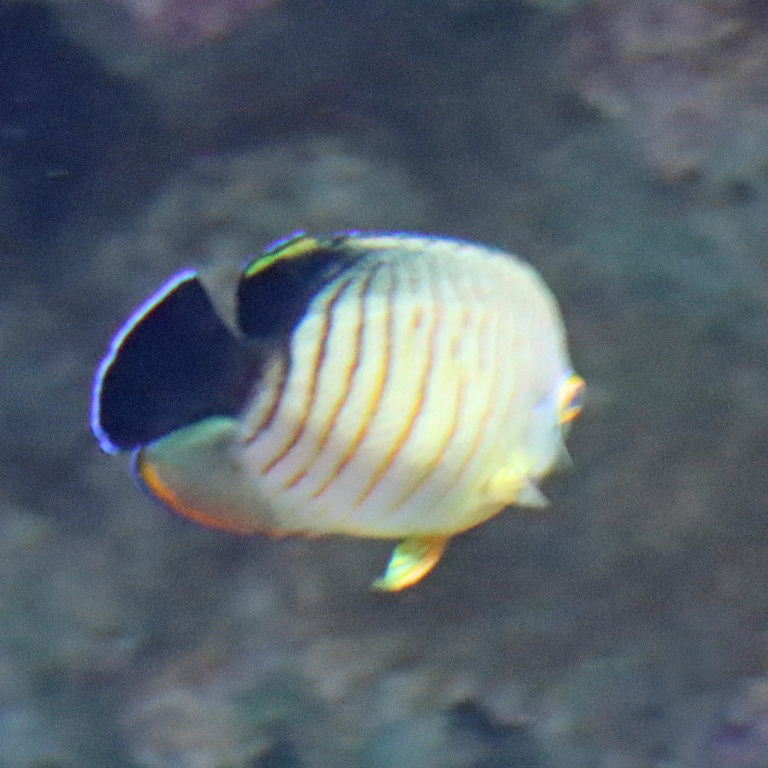 Blacktail Angelfish