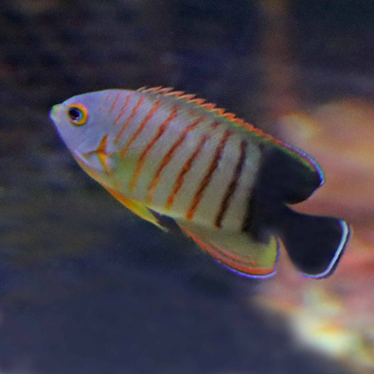 Blacktail Angelfish