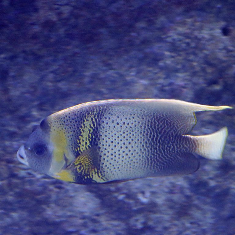 Cortez Angelfish