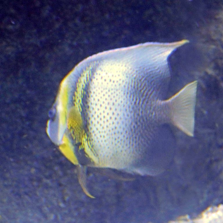 Cortez Angelfish