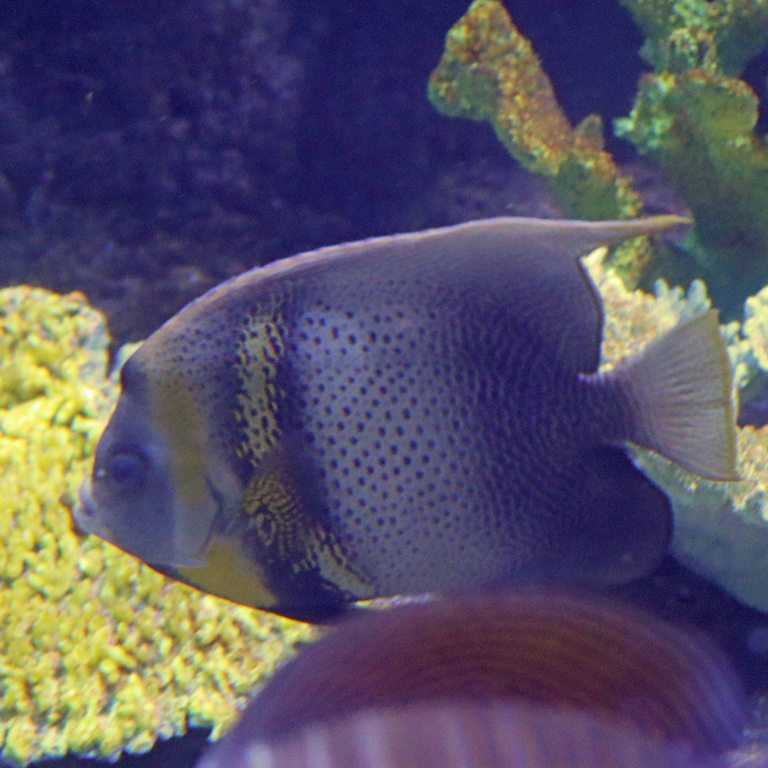 Cortes Angelfish