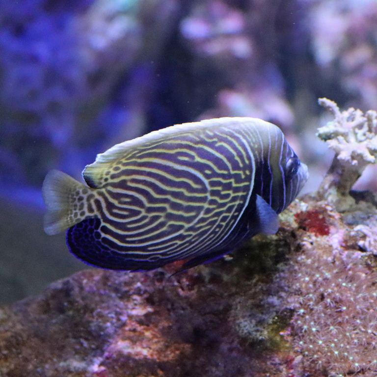 Emperor Angelfish juvenile