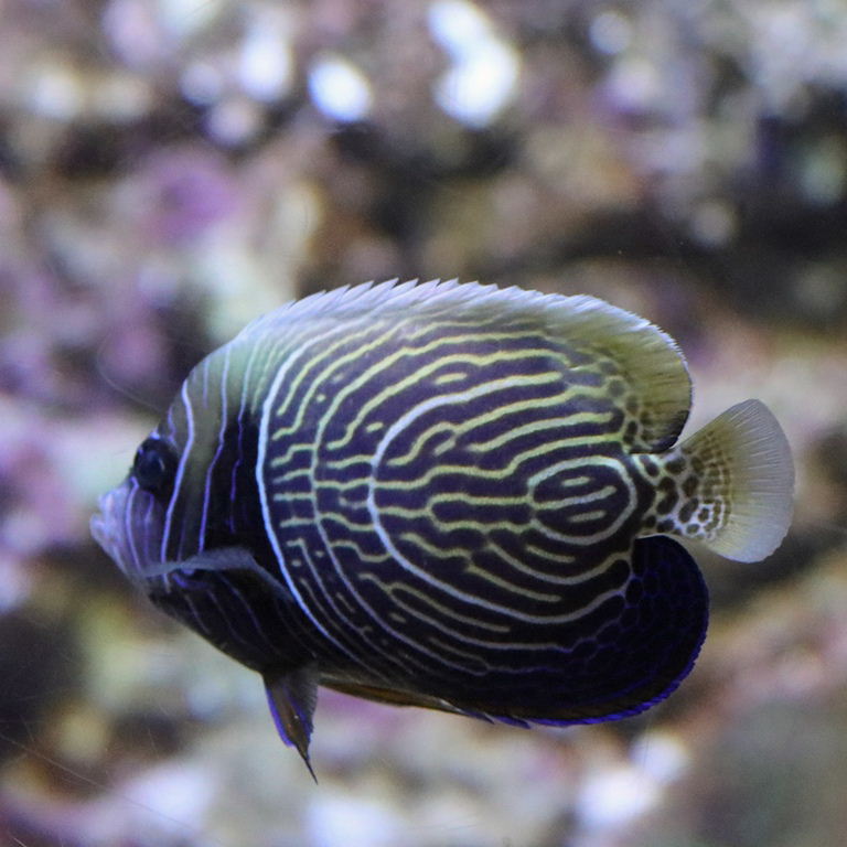 Emperor Angelfish juvenile
