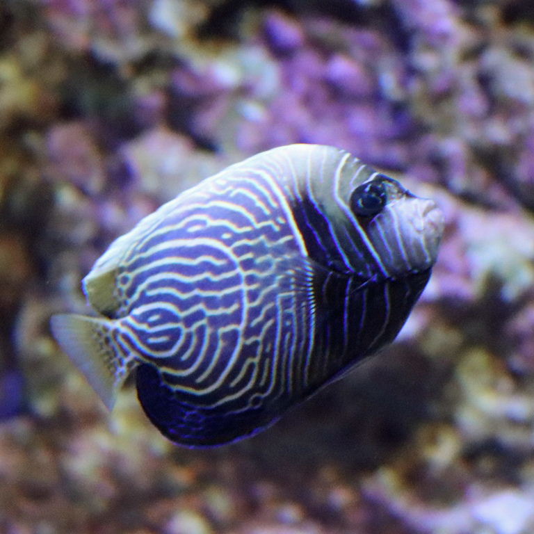 Emperor Angelfish juvenile